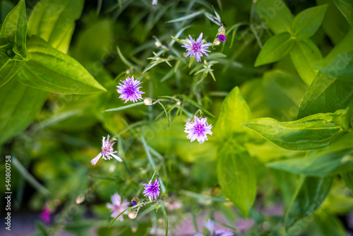 Obraz na płótnie Fleurs d'été w salonie