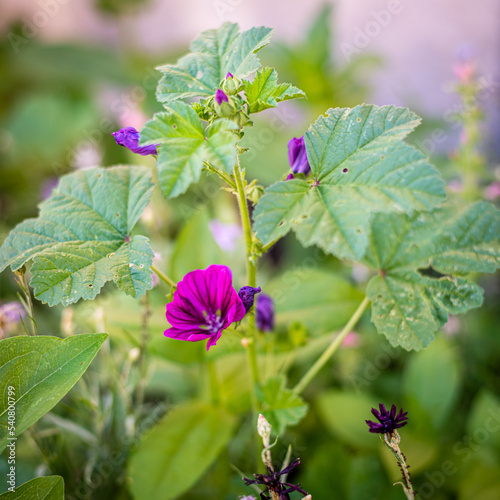 Obraz na płótnie Fleurs d'été w salonie