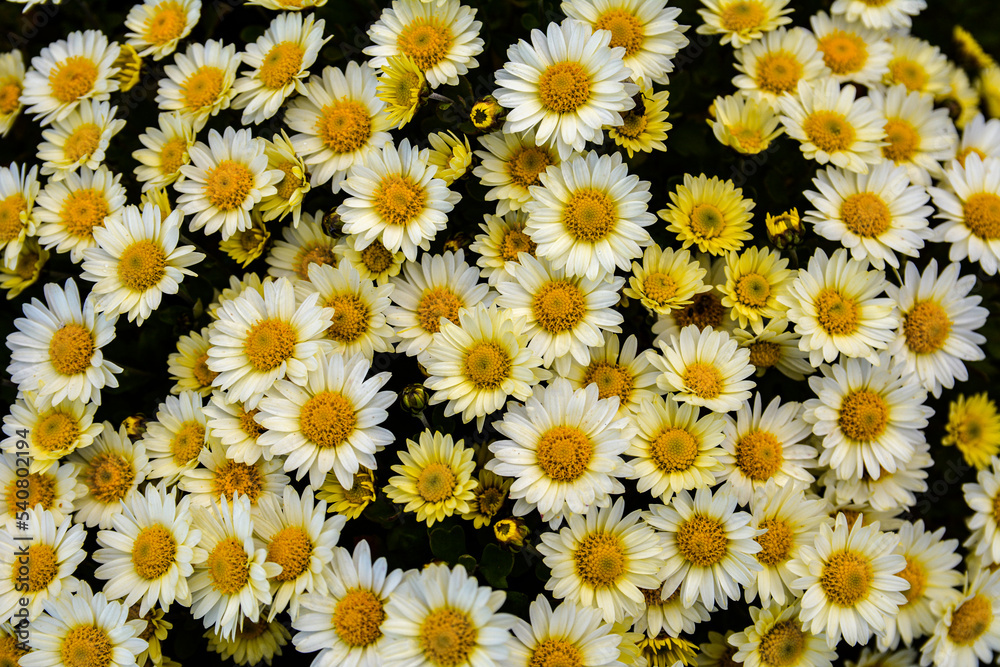 Fototapeta premium Multicolored Chrysanthemums background.Colourful Pots of Chrysanthemums .