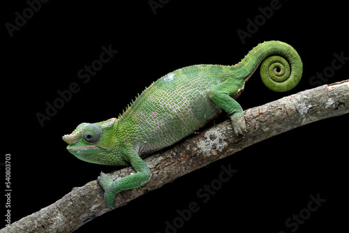 fischer chameleon walking on branch, female fischer chameleon isolated on black background, animals close-up