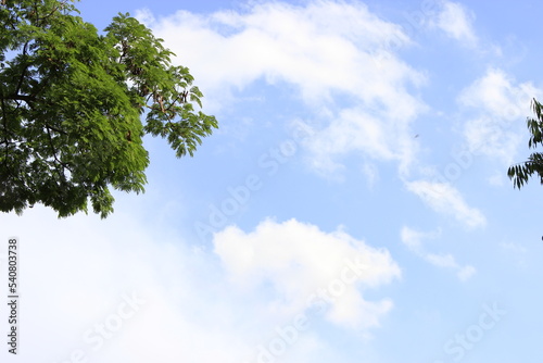 Seasonal Wallpaper with green tree. Cloudy Sky Banner with copy-space.