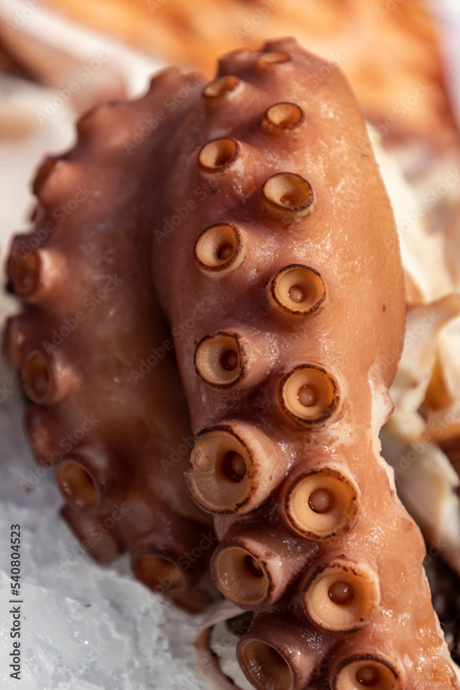 Close-up of an arm of a freshly caught octopus showing its tentacles. Close-up of an arm of a freshly caught octopus showing its tentacles.