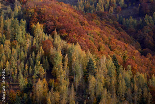 Amazing autumn landscape view of a forest in fall color. Beautiful fall seasons changes over the year.