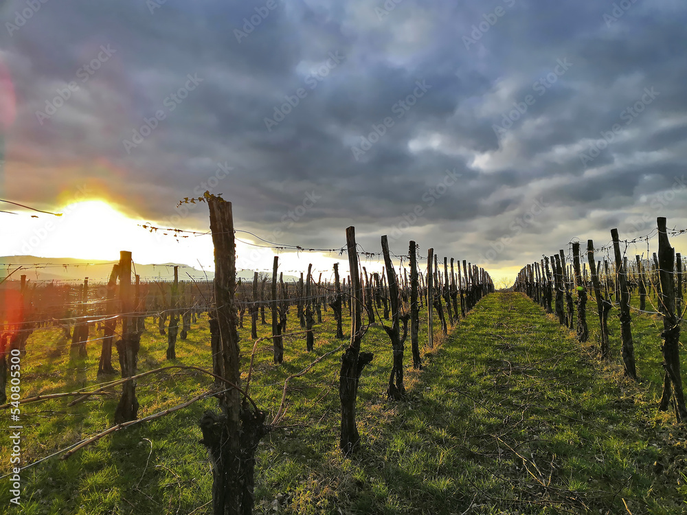 Obraz premium Sundown in vineyard during winter
