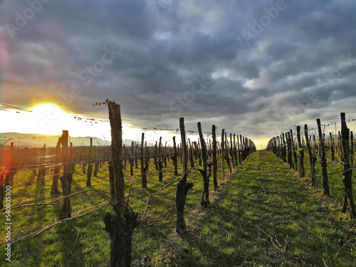 Sundown in vineyard during winter