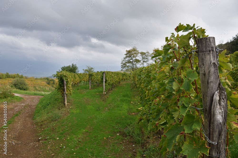 Vineyard located in Vipava hills after rain