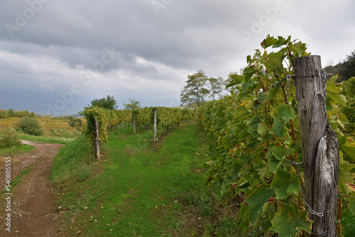 Vineyard located in Vipava hills after rain