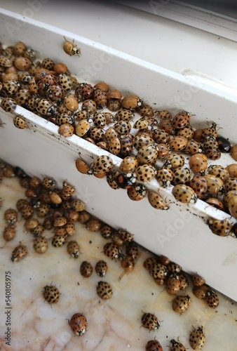 Harlequin asian ladybugs on window