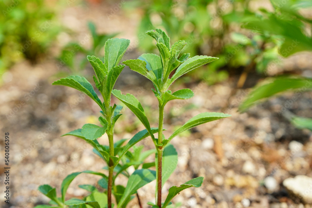 Fototapeta premium Stevia plant in herb garden