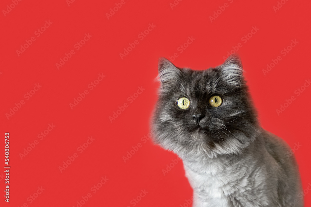 Purebred cat on a red background. Holidays and events. Copy space. Pets