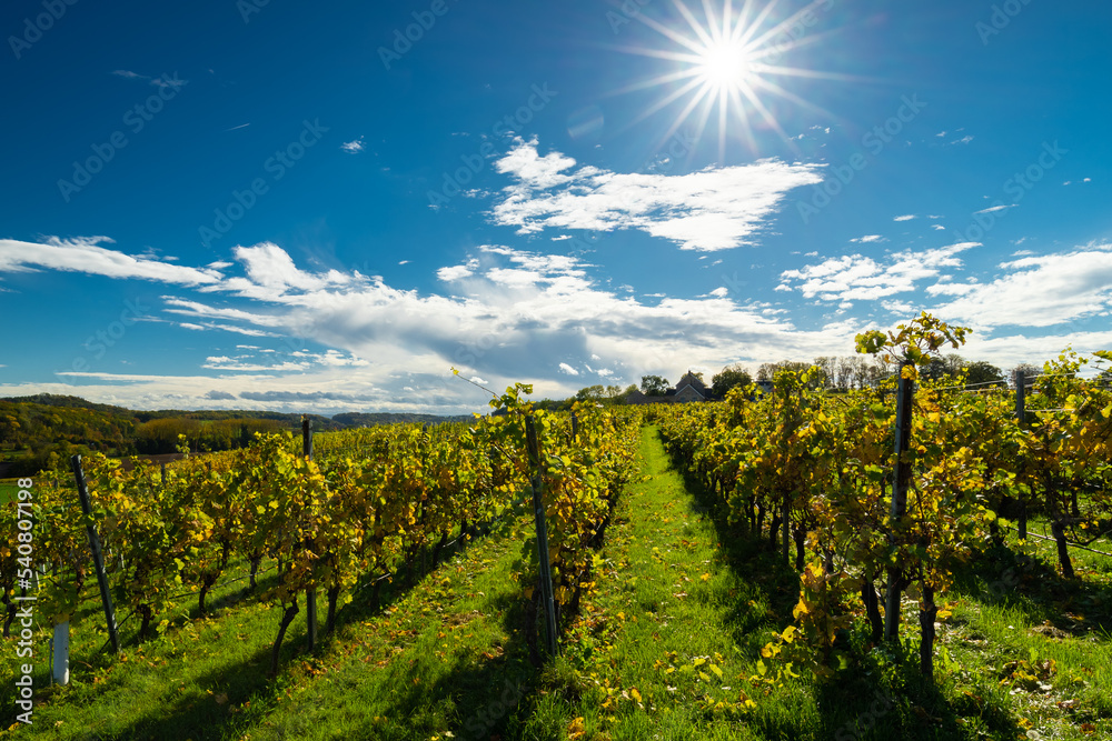 Naklejka premium Autumn view of the Jeker valley in Maastricht with an beautiful cloudscape with fluffy clouds of a rolling hill landscape with vineyards of the Apostelhoeve in the South of the Netherlands 