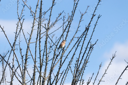 Cute little bluebird perched in peach tree looking out for danger. I thought this little guy was cute in the tree branches. The tree just lost all it's leaves for the season due to Fall coming.