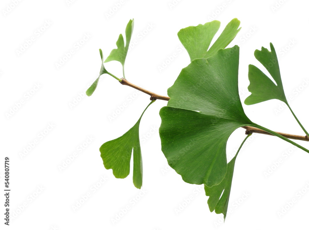 Ginkgo biloba twig with foliage isolated on white Ginkgo biloba twig with foliage isolated on white