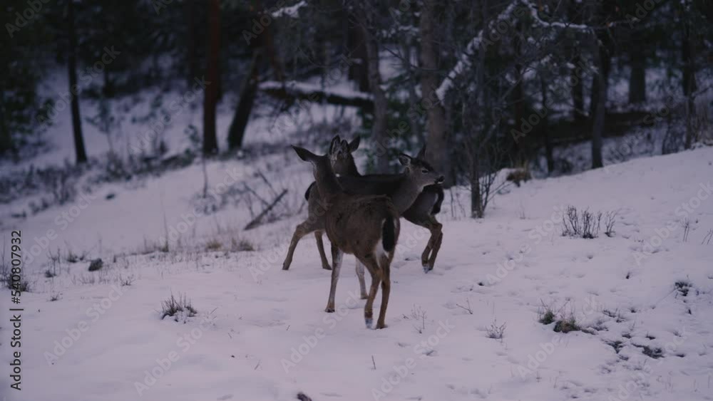 White-tailed Deer Running in the Snow