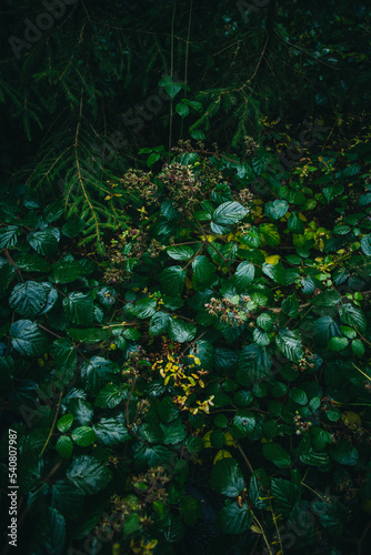 Fototapeta Naklejka Na Ścianę i Meble -  wet leaves in the forest after rain. Green leaves in the forest after the rain