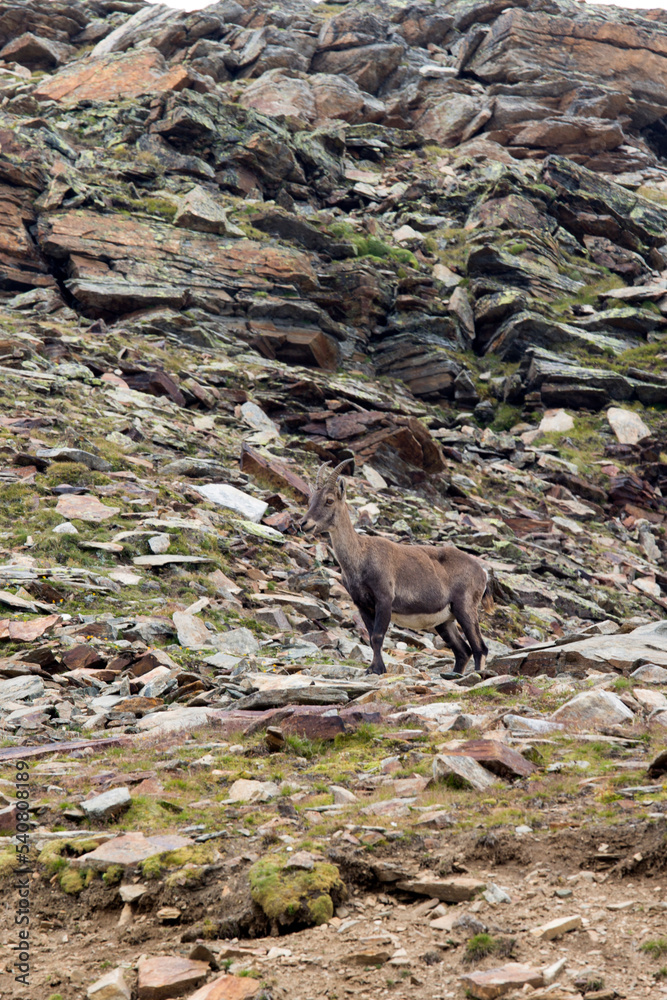 Naklejka premium View of a Alpine ibex