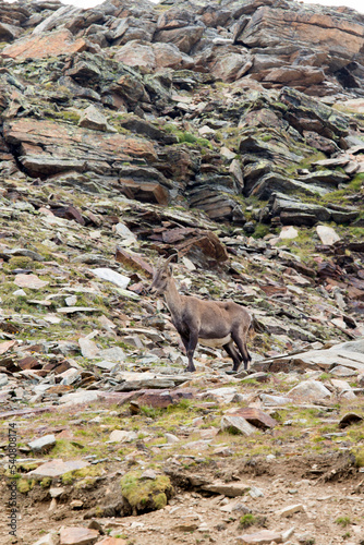 View of a Alpine ibex