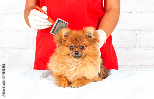 Purebred dog puppy close-up. Pomeranian Spitz grooming. Happy dog at the groomer. The dog is being prepared for the exhibition. 