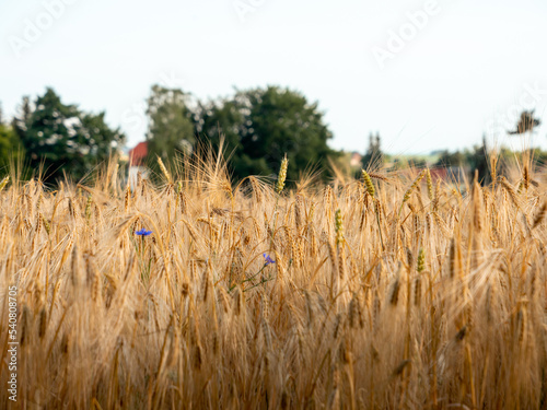 Wheat plants in an agricultural field. The golden crop is ready for the harvest. The seeds of the cereals are golden. German farming in a rural area with organic cultivated plants.