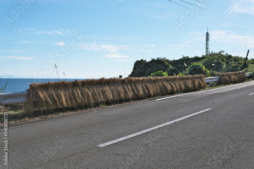 Niigata,Japan - October 21, 2022: Drying harvested rice plant on guardrail in Sado island, Japan　
 photo