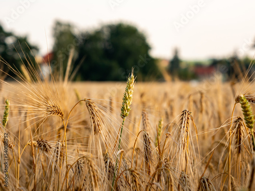 Wheat crop in a field of ripe plants. Agriculture in a rural area in Germany. Close-up of a wheat ear. The cultivated cereal plants are ready to get harvested.