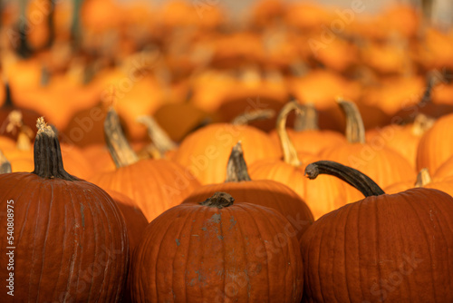 Rows of harvest pumpkins waiting to be sold at market. Vertical PNG.