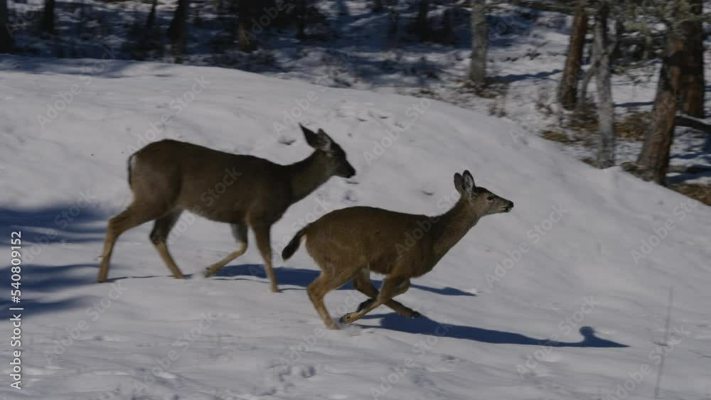 White-tailed Deer Running in the Snow White-tailed Deer Running in the Snow
