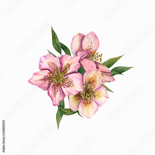 Watercolor hellebores isolated on a white background. For poster  textile design  cover  background. For Save the date  Valentine s day  birthday and mother   s day cards  wedding invitation.