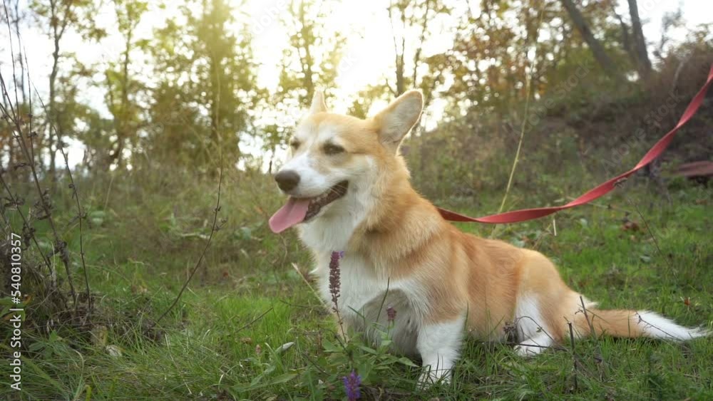 Portrait of a purebred corgi. Dog portrait. Pets Portrait of a purebred corgi. Dog portrait. Pets