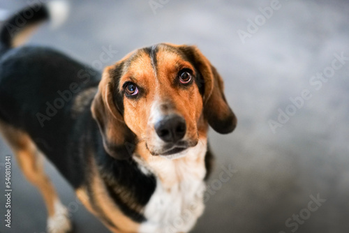 Selective focus on eyes of cute dog
