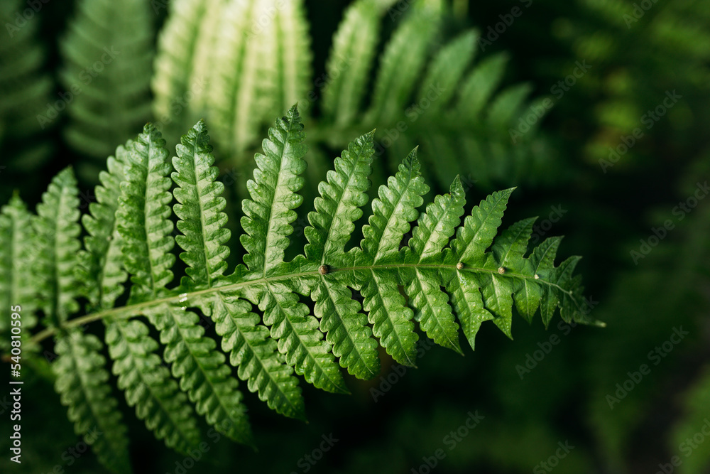 Natural green fern in the forest. Beautiful nature background made with young green fern leaves. Concept for design. Top view Natural green fern in the forest. Beautiful nature background made with young green fern leaves. Concept for design. Top view