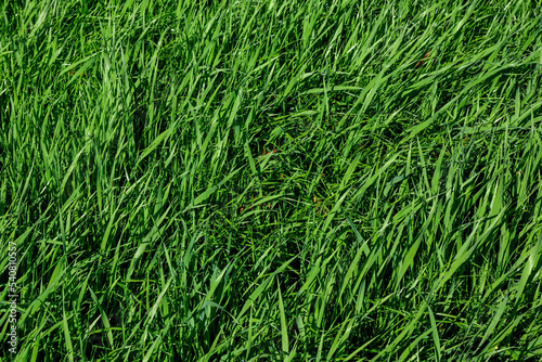 Annual rye grass and spring oats combination as a garden cover crop. They are used to slow erosion, improve soil health, enhance water availability, smother weeds, and control pests and diseases. 