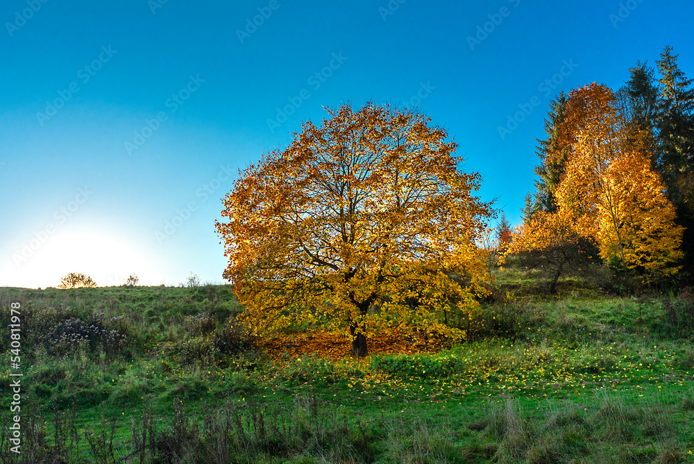 autumn landscape with trees