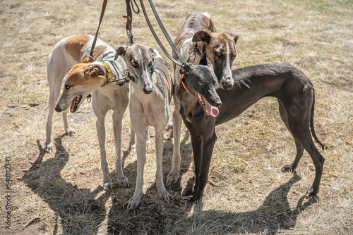 Bunch of greyhounds waiting for their running competition. Group of English greyhound breed dogs with selective focus on heads.