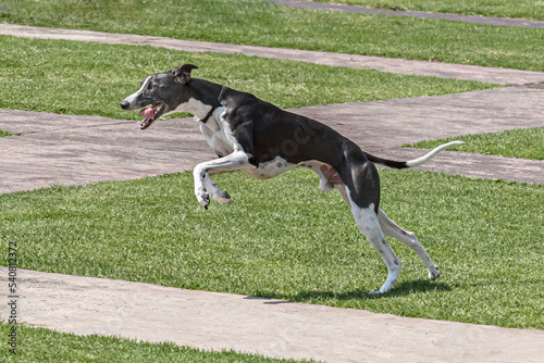 Whippet breed dog chasing a distant lure. Very fast running medium greyhound sprinting off the ground.
