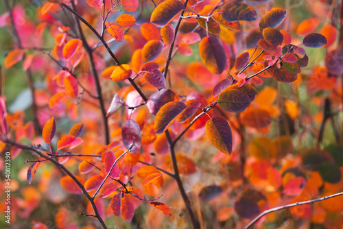 Bright yellow and red leaves background. Amelanchier or serviceberry shrub. Beautiful fairy wallpaper. Autumn vivid natural background. Autumn concept design