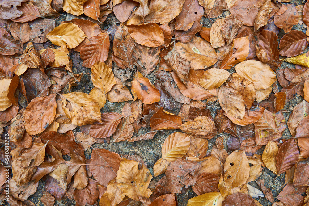 Dirty wet autumn leaves on the ground. Suitable for seasonal use. Can be used as background or to insert text. Dirty wet autumn leaves on the ground. Suitable for seasonal use. Can be used as background or to insert text.