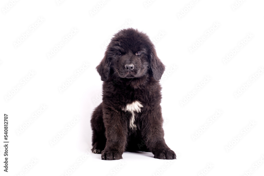 Newfoundland dog puppy celebrating birthday with cap on white background for copy Newfoundland dog puppy celebrating birthday with cap on white background for copy
