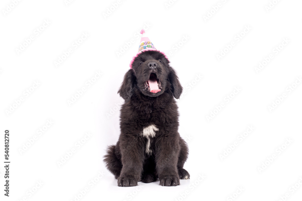 Newfoundland dog puppy celebrating birthday with cap on white background for copy