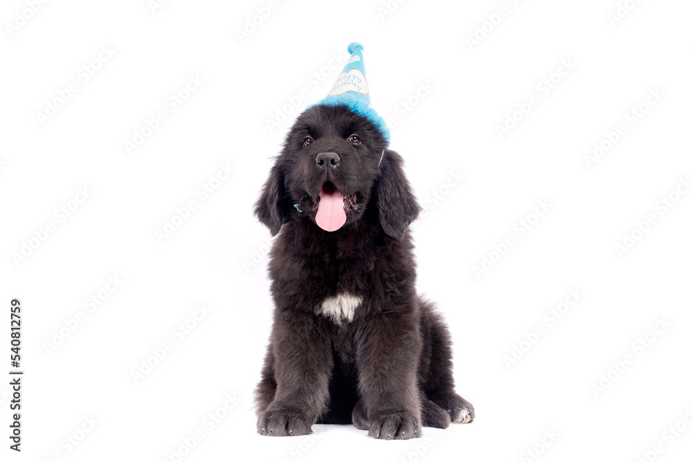 Newfoundland dog puppy celebrating birthday with cap on white background for copy Newfoundland dog puppy celebrating birthday with cap on white background for copy