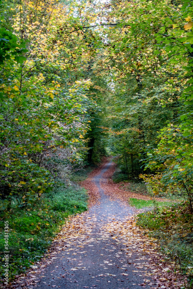 Weg durch den herbstlichen Wald