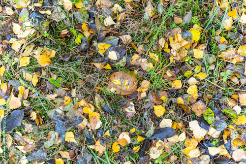 autumn leaves on the ground