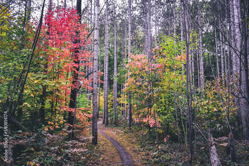 autumn in the forest