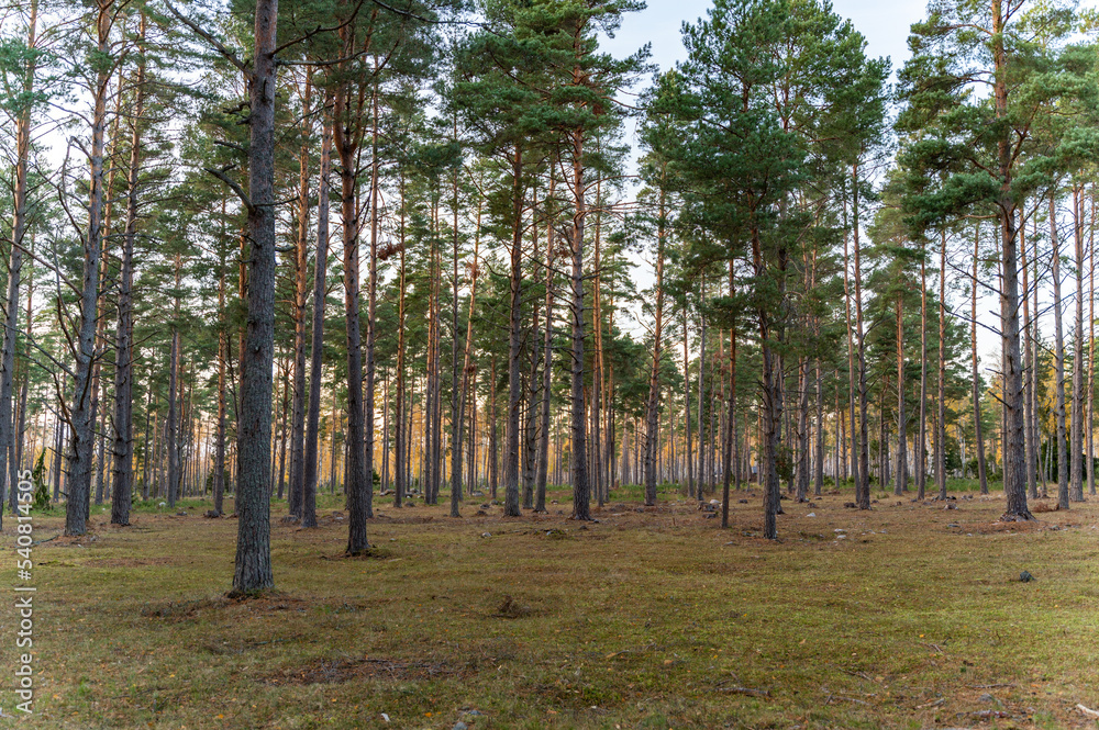 Obraz premium trees in the forest