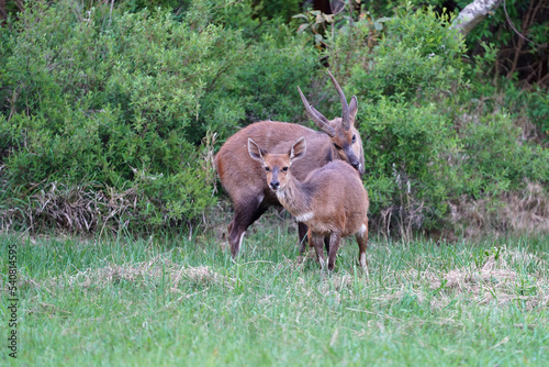 Two  Bushbuck antelope standing and getting ready to mate, surrounded by green lush grass and field, taken in the Waterberg of South Africa photo