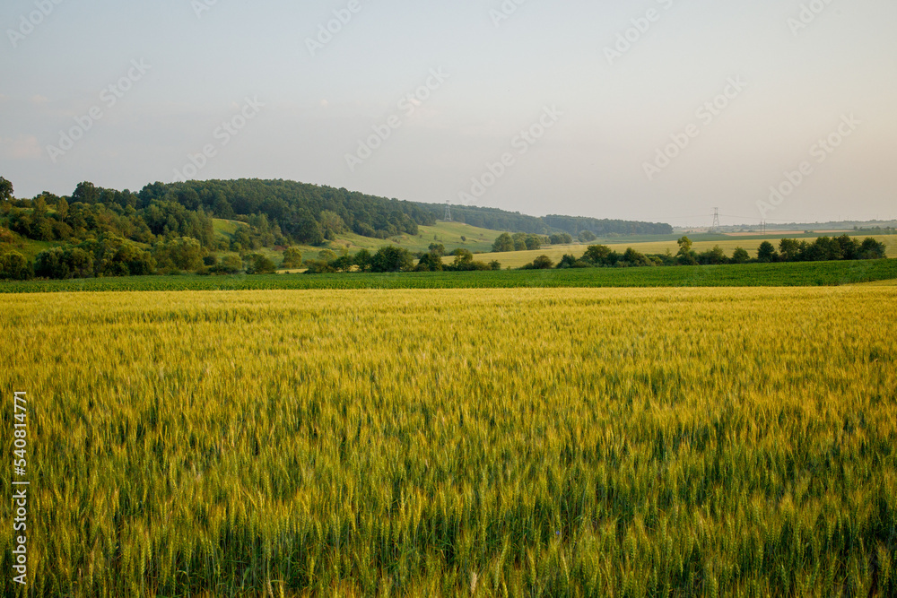 Field of green young ears of wheat. Ears of green barley. Future harvest Field of green young ears of wheat. Ears of green barley. Future harvest