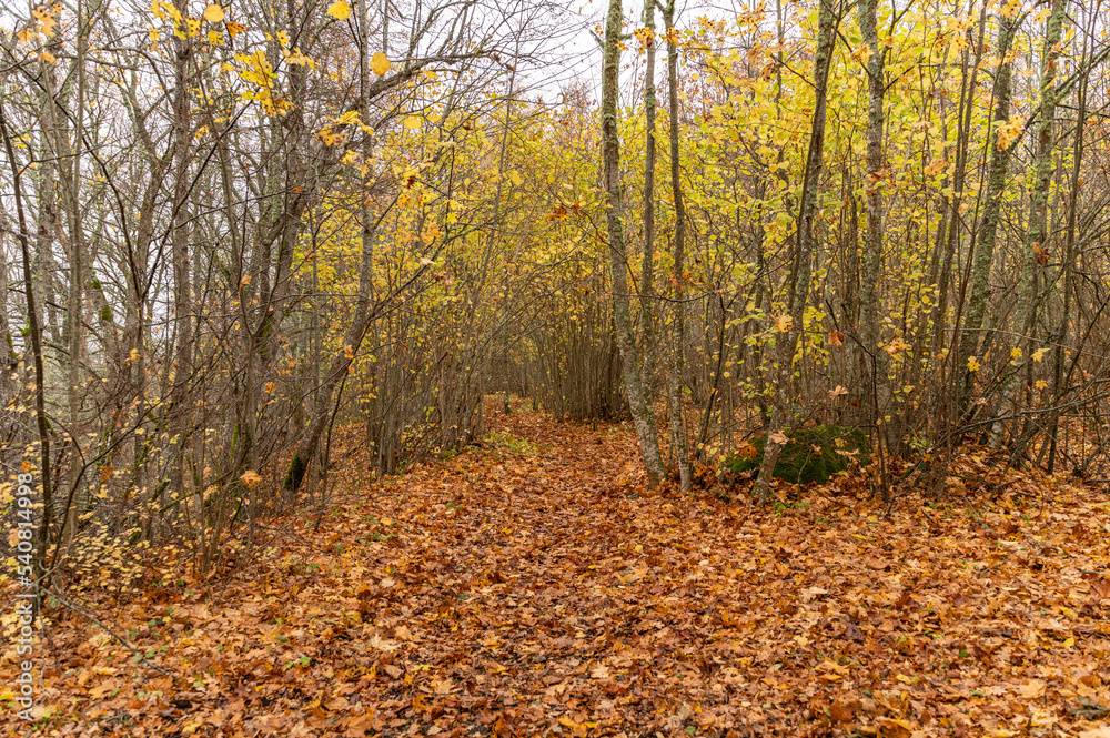 autumn landscape