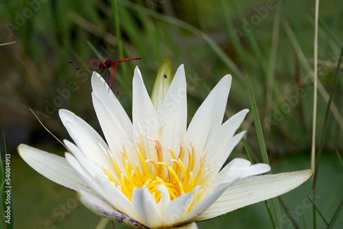 Red Dragonfly perched on a white Lotus Waterlily flower in a dam lake pond growing wild between weeds, taken in the waterberg of South Africa photo