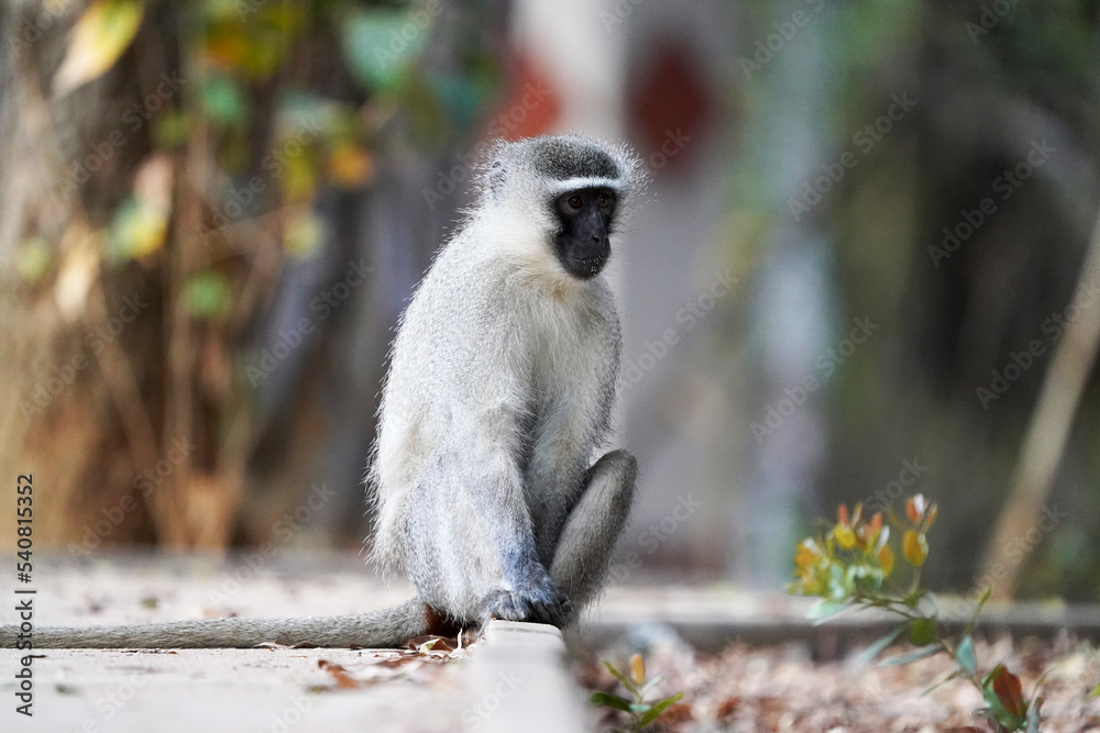 Obraz premium Cute Vervet Monkey sitting comfortably and staring. taken in very soft light with shallow depth of field. Taken at the waterberg Nature reserve in South Africa
