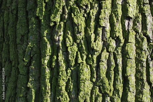 greenish bark of an old oak